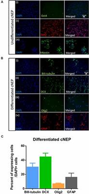 Transplantation of Human Cortically-Specified Neuroepithelial Progenitor Cells Leads to Improved Functional Outcomes in a Mouse Model of Stroke